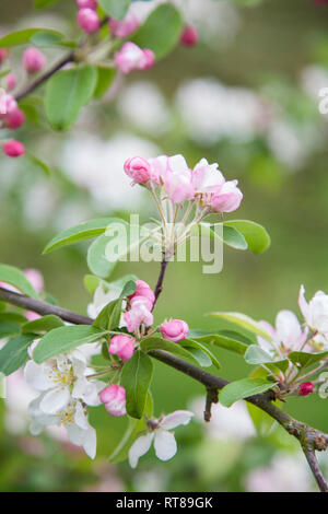 Pink apple blossom zu Erblühen auf einem Ast mit Hintergrund in Soft Focus Stockfoto