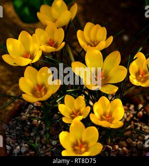 Crocus Chrysanthus E. S. Bowles in Blume Stockfoto