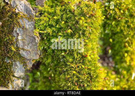 Makro von moosbedeckten Waldboden in der Natur, Ansicht von oben Stockfoto