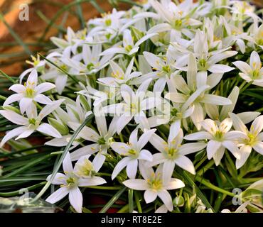Ein Büschel des Starof Bethlehem in Blume Stockfoto