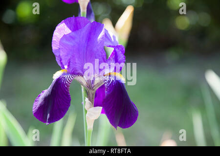 Japanische Wasser Iris in einem Teich, lila Blumen auf dem langen grünen Stengel in voller Blüte in der englischen Sommer, bis Bild ohne Menschen schließen. Stockfoto