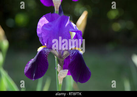 Japanische Wasser Iris in einem Teich, lila Blumen auf dem langen grünen Stengel in voller Blüte in der englischen Sommer, bis Bild ohne Menschen schließen. Stockfoto