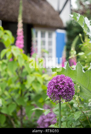 Eine fundamentale Chocolate Box Postkarte typischen reetgedeckten alten Tudor Jacobean Englisch Ferienhaus mit Garten in voller Blüte Stockfoto