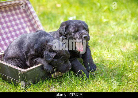 Zwei schwarze Labrador Retriever Welpen sitzen in einem Koffer auf dem Gras im Sommer Garten Stockfoto