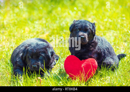 Zwei kleine Labrador Retriever Welpen mit Spielzeug Herz. Hunde sitzen draußen auf der Gras im Sommer Stockfoto