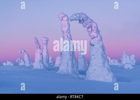 Schwere Schnee verpackt auf den Bäumen in Riisitunturi Nationalpark, Posio, Finnland Stockfoto