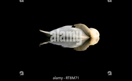 Eine Mute swan schläft in der Mitte eines Sees. Stockfoto