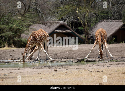 Zwei Netzgiraffe am Wasserloch, Giraffa Camelopardalis reticulata, Sweetwaters, Ol Pejeta, Kenia Stockfoto