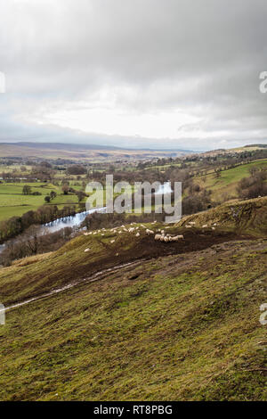 Einen malerischen Blick auf die teesdale Landschaft mit dem Schafe auf die Berge in der Nähe von Middleton in Teesdale, England, Großbritannien Stockfoto