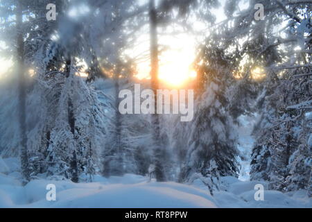 Die niedrige golden Winter Sonne scheint durch die verschneite Bäume in Weichholz Wald. Die Linse ist über Eingenebelt, wodurch das Bild weich. Stockfoto