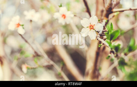 Mandelbäume Blüten blühen im Park im März. Frühling in Andalusien, Spanien Stockfoto