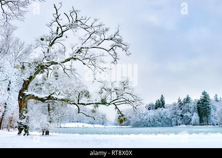 Winter Baum stürmisch verschneiten München Bayern noch Stockfoto