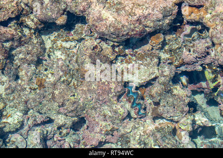 Abstrakte aquatische Meeresboden Unterwasser Hintergrund Stockfoto