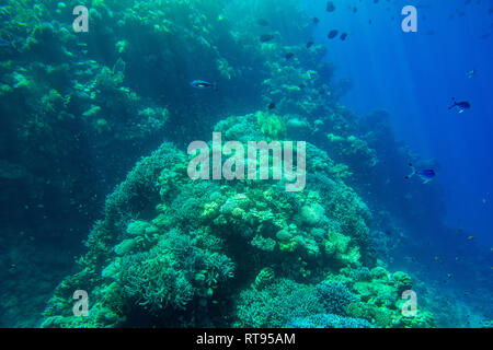 Aquatische tiefen blauen Meeresgrund Unterwasser Hintergrund Stockfoto