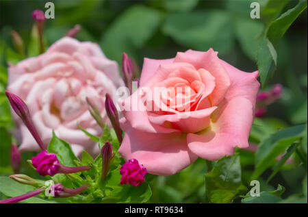 Schöne rosa Rose im Sommergarten. Stockfoto