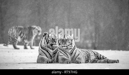 Zwei sibirische Tiger liegen nebeneinander in einer verschneiten Waldlichtung. Schwarz und Weiß. China. Harbin. Mudanjiang Provinz. Hengdaohezi Park. Stockfoto