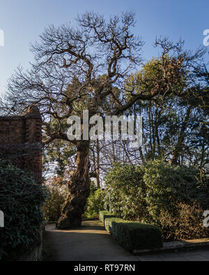 Ein einsamer Baum steht in einem Park in London. Stockfoto