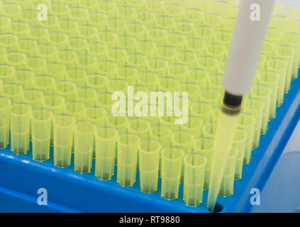 Kleine gelbe und blaue Kolben Stockfoto
