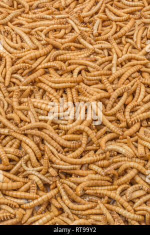 Gefriergetrocknete Mehlwürmer, Tenebrio Molitor. Metapher Essen Käfer, Insekten essen, Entomophagy, essbare Bugs, bizarre Foods, Essbar, Insekten können von Worms. Stockfoto