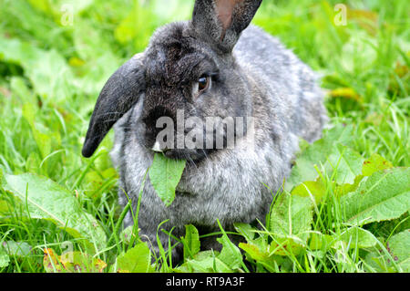 Continental Riesen kaninchen Stockfoto