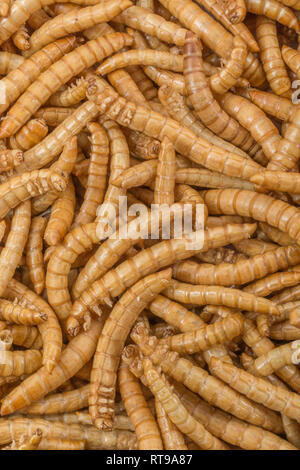 Gefriergetrocknete Mehlwürmer, Tenebrio Molitor. Metapher Essen Käfer, Insekten essen, Entomophagy, essbare Bugs, bizarre Foods, Essbare Insekten, kann von Worms. Stockfoto