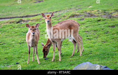 Drei persische Damwild Stockfoto