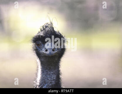 Emu Portrait (Nahaufnahme Kopf und Gesicht mit direktem Augenkontakt) Stockfoto