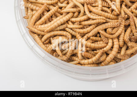 Gefriergetrocknete Mehlwürmer, Tenebrio Molitor. Metapher Essen Käfer, Insekten essen, Entomophagy, essbare Bugs, bizarre Foods, Essbar, Insekten können von Worms. Stockfoto