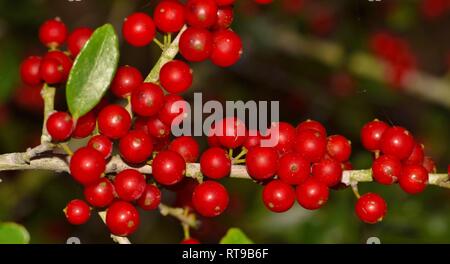 Ein Cluster von reifen roten Beeren entlang einer Filiale einer Yaupon Holly Tree während eines Houston Winter. Die Beeren enthalten Koffein und wurden verwendet, um Tee zu machen. Stockfoto
