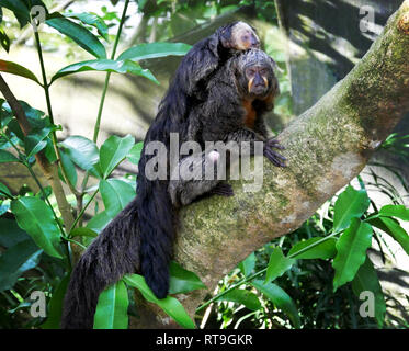 Mutter und Baby marmosetten Affen Stockfoto