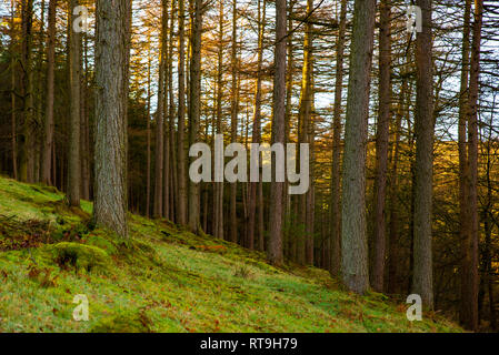 Ladybower Reservoir, Obere Derwent Valley, Derbyshire Stockfoto