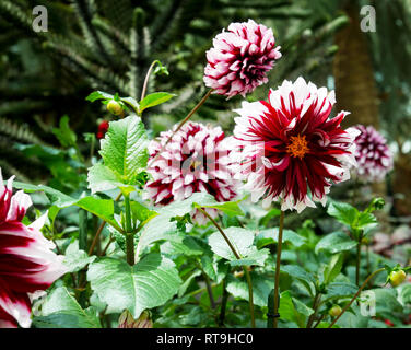 Blühende rote und weiße Blumen Stockfoto