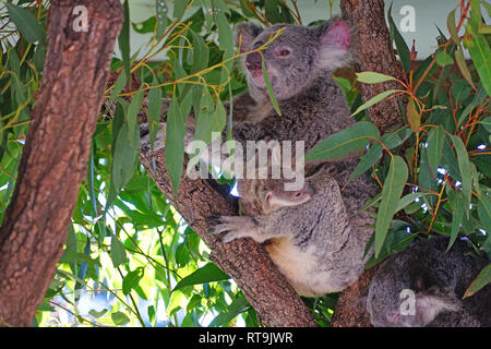 Eine Mutter mit einem Baby koala Joey in der Tasche auf einem Eukalyptus Gum Tree in Australien Stockfoto