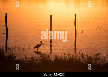 Am frühen Morgen in der Fazenda Barranco Alto, im Herzen des Pantanal. Mich an diesem unglaublichen Ort Melden Sie im nächsten Juni. Klicken Sie auf Mein Profil für meine Website l Stockfoto
