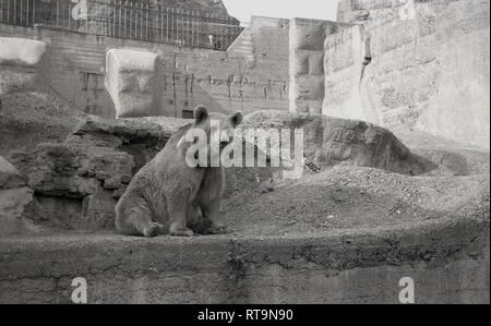 Historisches Bild der 1950er Jahre von 'Wojtek', einem syrischen Braunbären, der draußen auf einer Betonplattform in seinem Gehege am Hang im Edinburgh Zoo, Schottland, sitzt. Bevor er in den Zoo kam, der 1913 für die Öffentlichkeit geöffnet wurde, wurde der Bär während des Zweiten Weltkriegs berühmt, reiste mit der 22. Kompanie Polnischer Armee und Korps und wurde als „Soldatenbär“ bekannt. Stockfoto