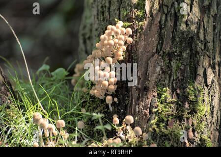 Sammlung von kleinen gelben Glimmer - sparrow Pilz auf einem Baumstumpf mit Moos Stockfoto