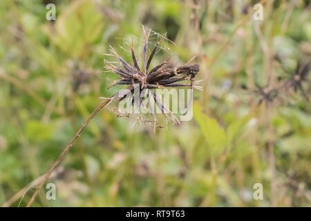 Schwarze getrocknete Blüte mit grünen Blättern um Stockfoto