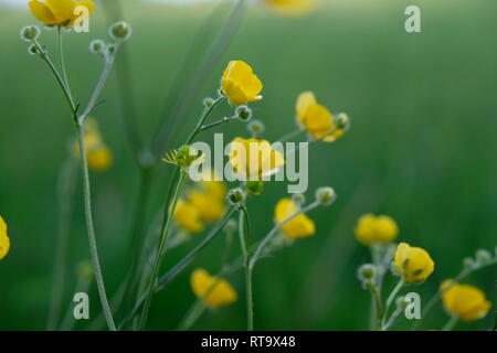 Ranunkeln in einer grünen Wiese. Hintergrund unscharf Gras. Stockfoto