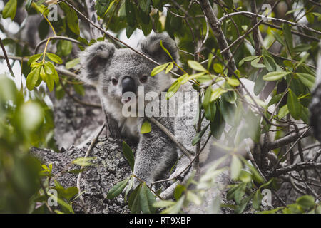 Koalabär Stockfoto