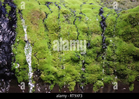 Schöner kleiner Wasserfall, der über einem grünen Moos bedeckten Felsvorsprung rieselt. Stockfoto