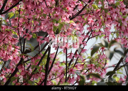 Schöne kultivierte blühende Prunus sargentii, Sargent-Kirsche, nordjapanische Hügelkirsche, Pflanze, die im Blumengarten wächst. Stockfoto