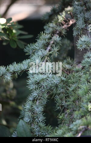 Schöne kultivierte Atlas Zeder, Cedrus atlantica, gefährdete Pflanze wächst auf der Wiese. Stockfoto