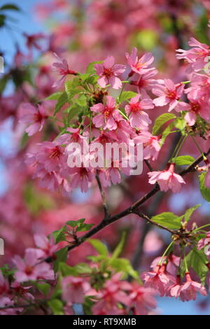 Schöne kultivierte blühende Prunus sargentii, Sargent-Kirsche, nordjapanische Hügelkirsche, Pflanze, die auf der sonnigen Wiese wächst. Stockfoto