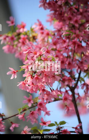 Schöne kultivierte blühende Prunus sargentii, Sargent-Kirsche, nordjapanische Hügelkirsche, Pflanze, die auf der sonnigen Wiese wächst. Stockfoto