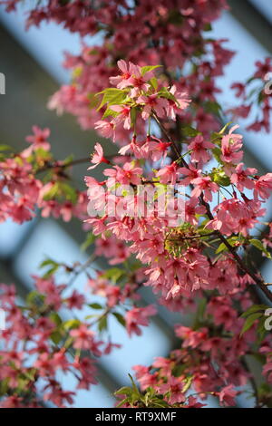 Schöne kultivierte blühende Prunus sargentii, Sargent-Kirsche, nordjapanische Hügelkirsche, Pflanze, die auf der sonnigen Wiese wächst. Stockfoto