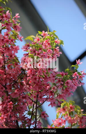 Schöne kultivierte blühende Prunus sargentii, Sargent-Kirsche, nordjapanische Hügelkirsche, Pflanze, die auf der sonnigen Wiese wächst. Stockfoto