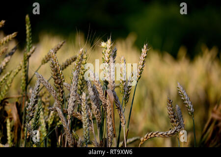 Reifer Weizen im Feld, Triticum dicoccum, Nahaufnahme Stockfoto