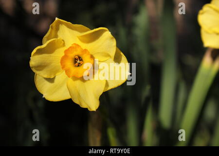 Schöne kultivierte gelb blühende Daffodil, Narcissus, Daffadowndilly, jonquil, Pflanze, die im Garten wächst. Stockfoto