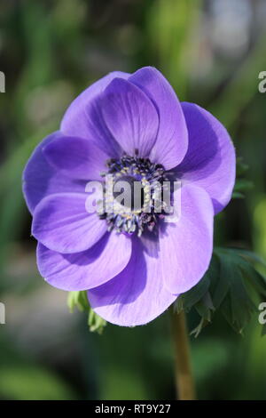 Schöne kultivierte blühende persische Butterblume, R. asiaticus, Pflanze, die im Blumengarten wächst. Stockfoto