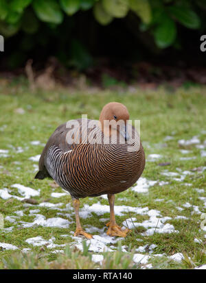 Falkland Upland Goose oder Größer Magellan Gans - Chloephaga picta leucoptera Weibchen von Falkland Inseln Stockfoto